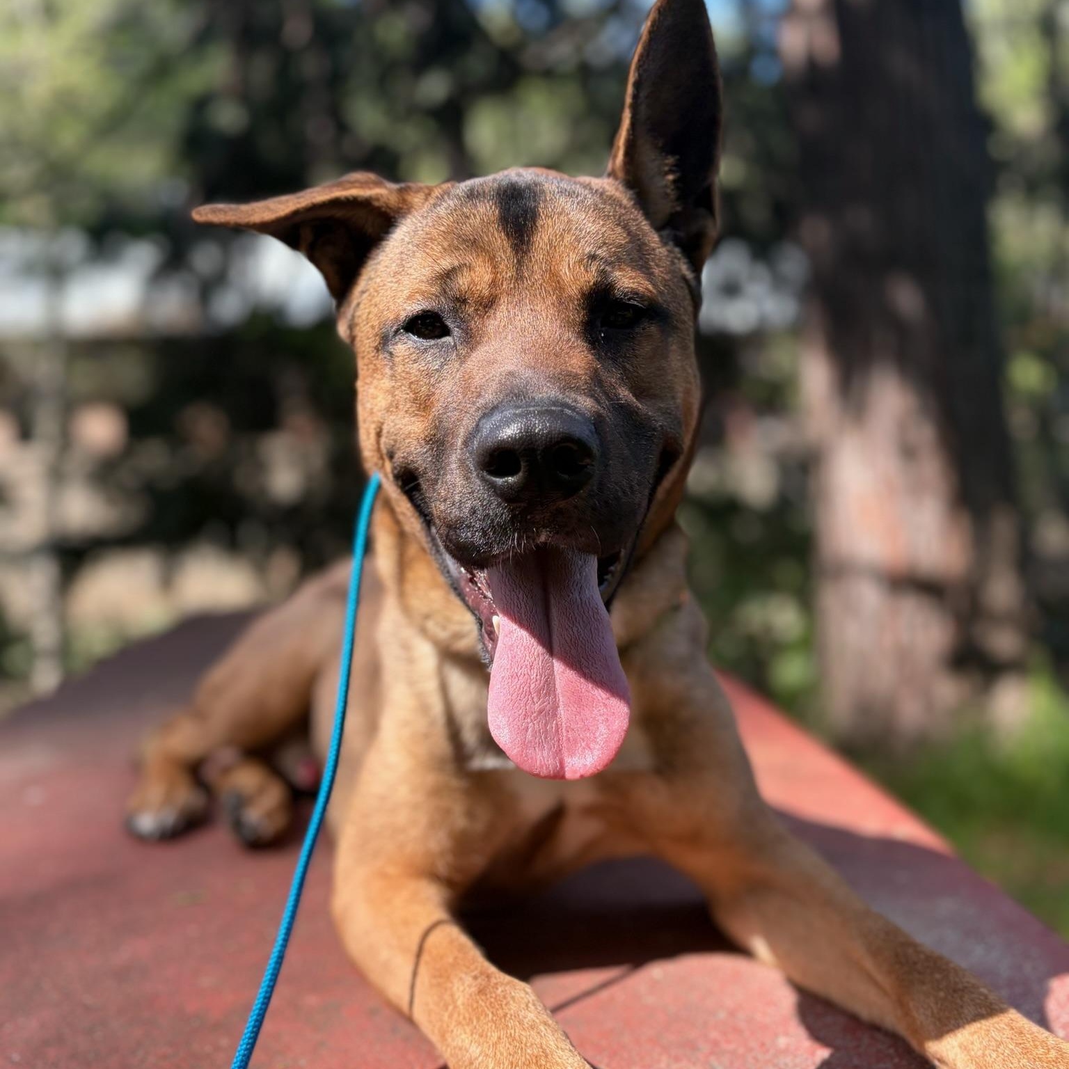 Enlarge Scooby Doo, a ADOPTABLE mixed breed in Grass Valley, CA image 4/6