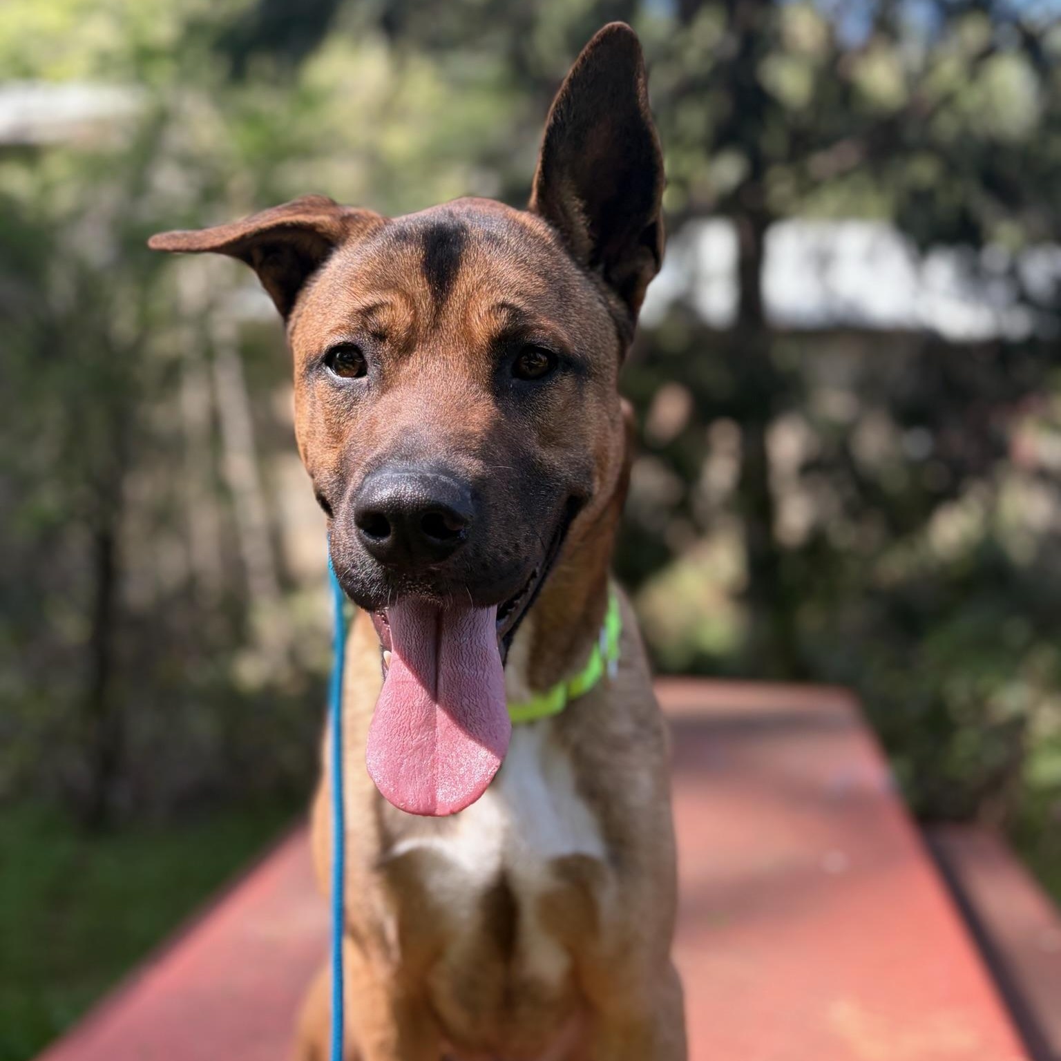 Scooby Doo, ADOPTABLE, Adult Male Shepherd.