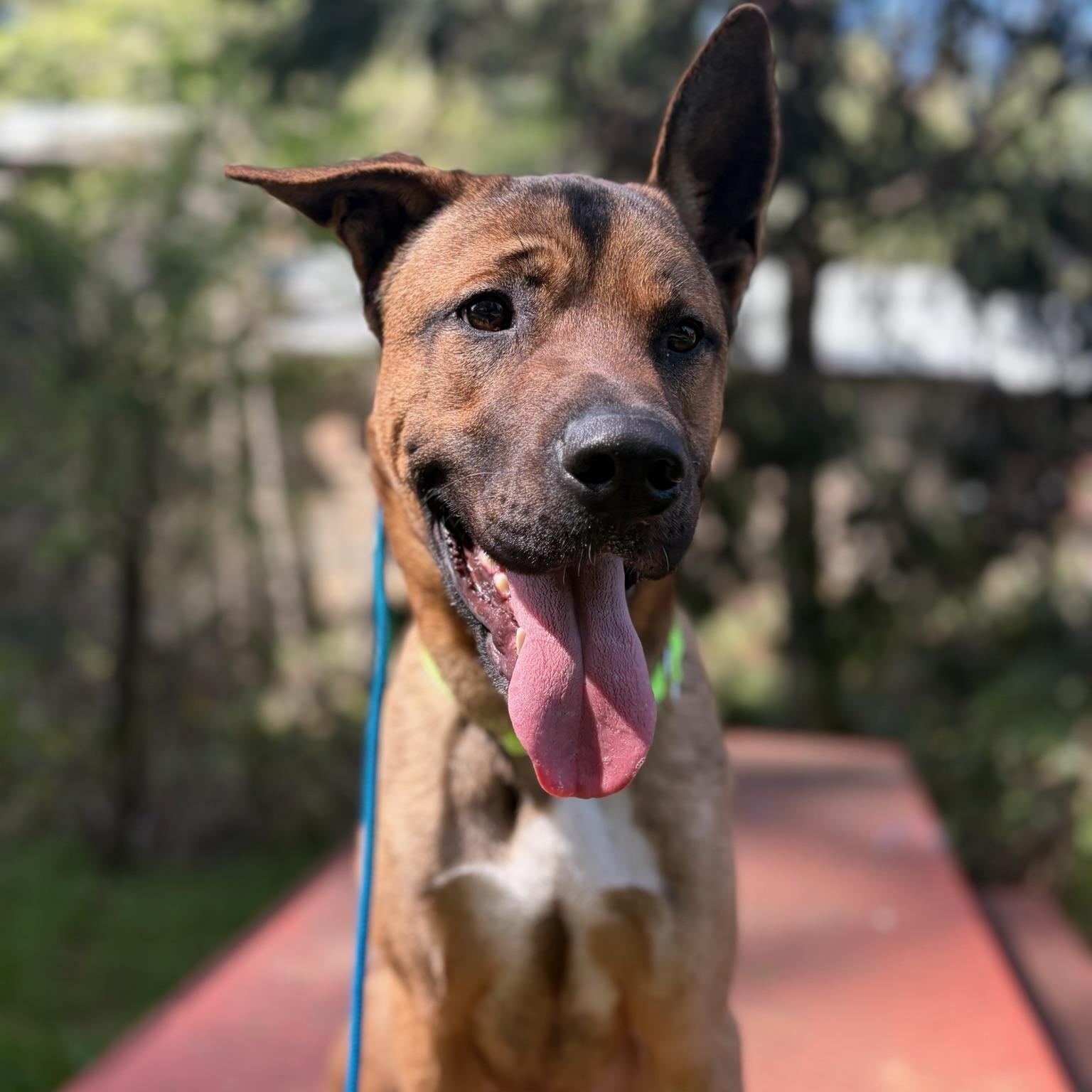 Enlarge Scooby Doo, a ADOPTABLE mixed breed in Grass Valley, CA image 3/6