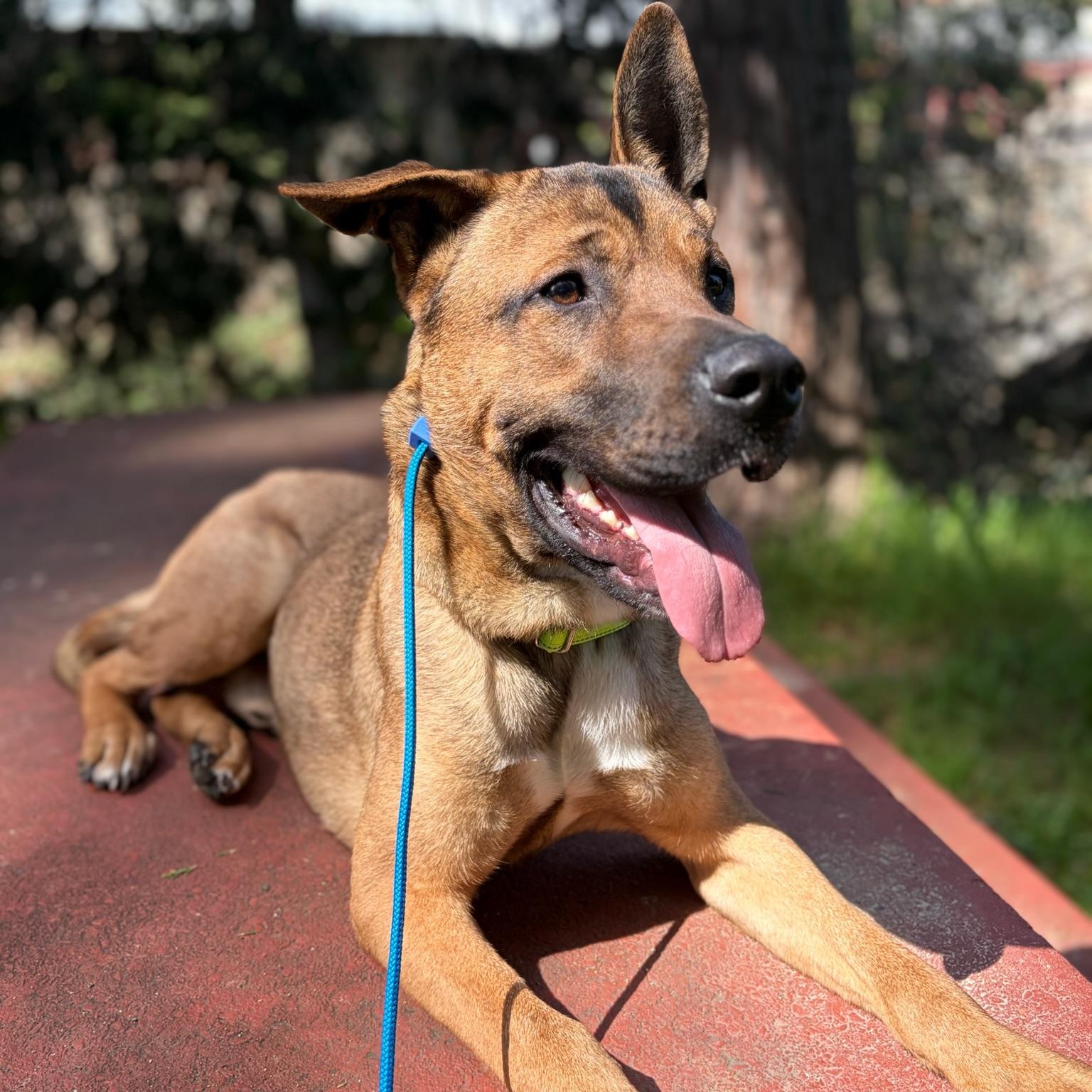 Enlarge Scooby Doo, a ADOPTABLE mixed breed in Grass Valley, CA image 6/6