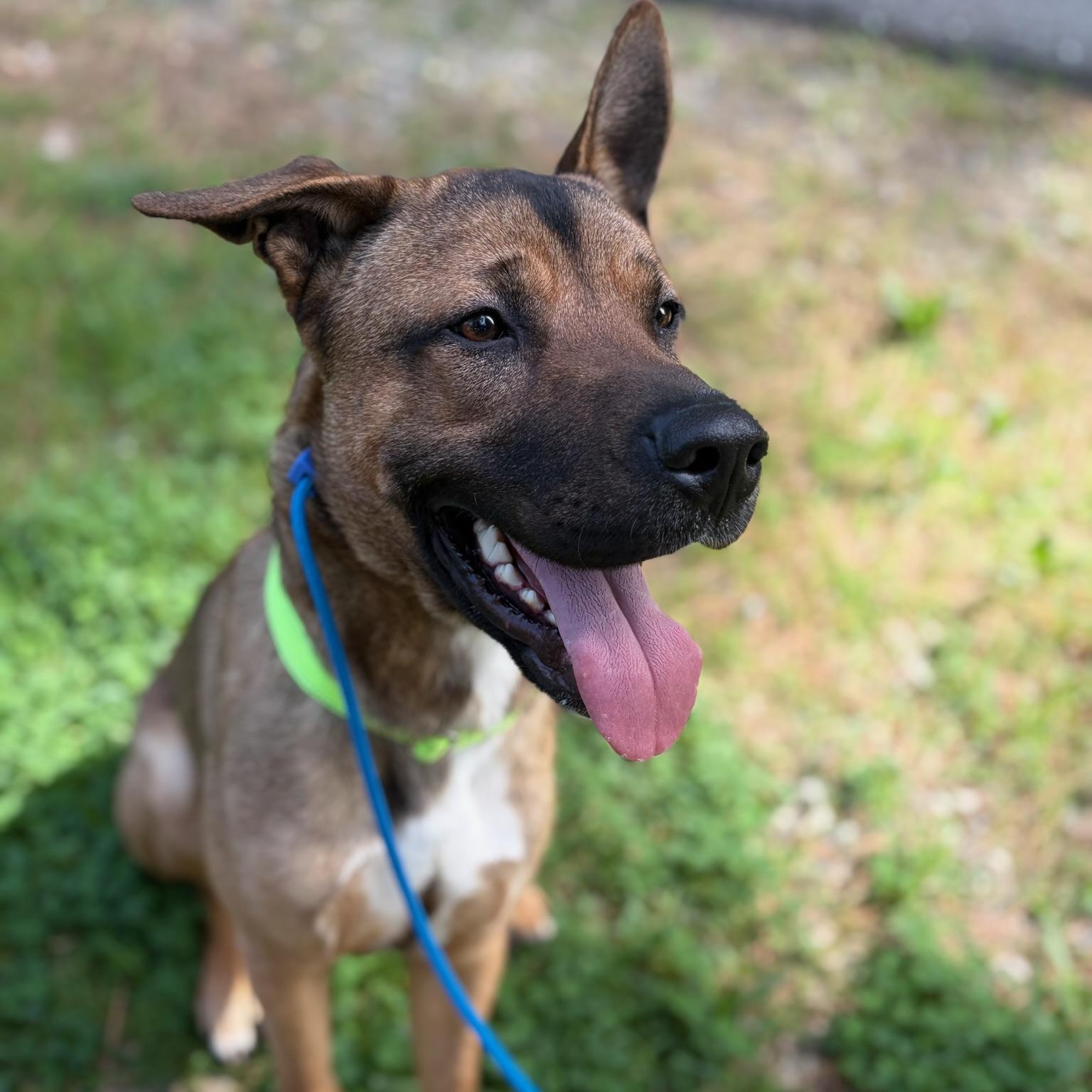 Enlarge Scooby Doo, a ADOPTABLE mixed breed in Grass Valley, CA image 2/6