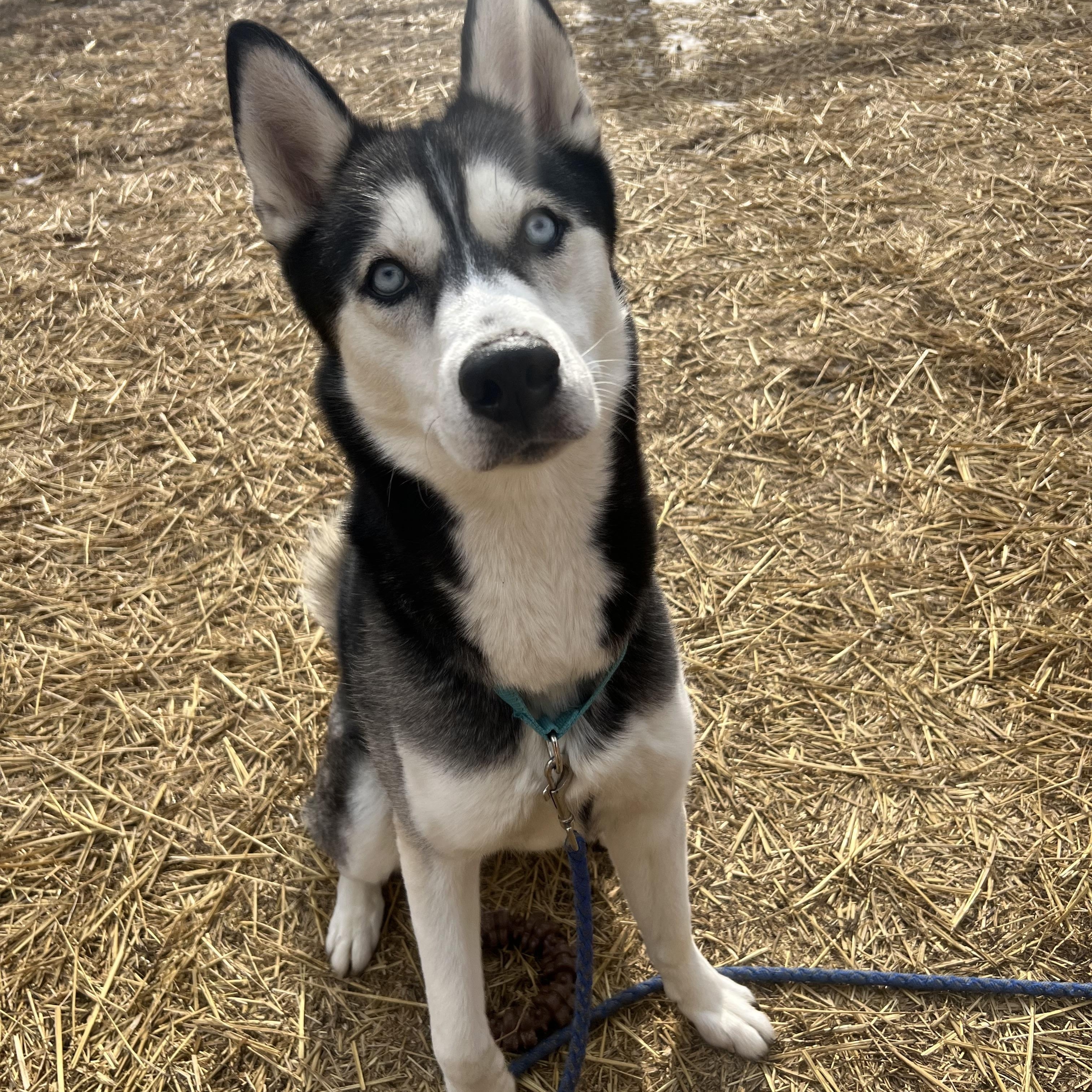Enlarge Rowdy, a ADOPTABLE Husky in South Charleston, OH image 1/2
