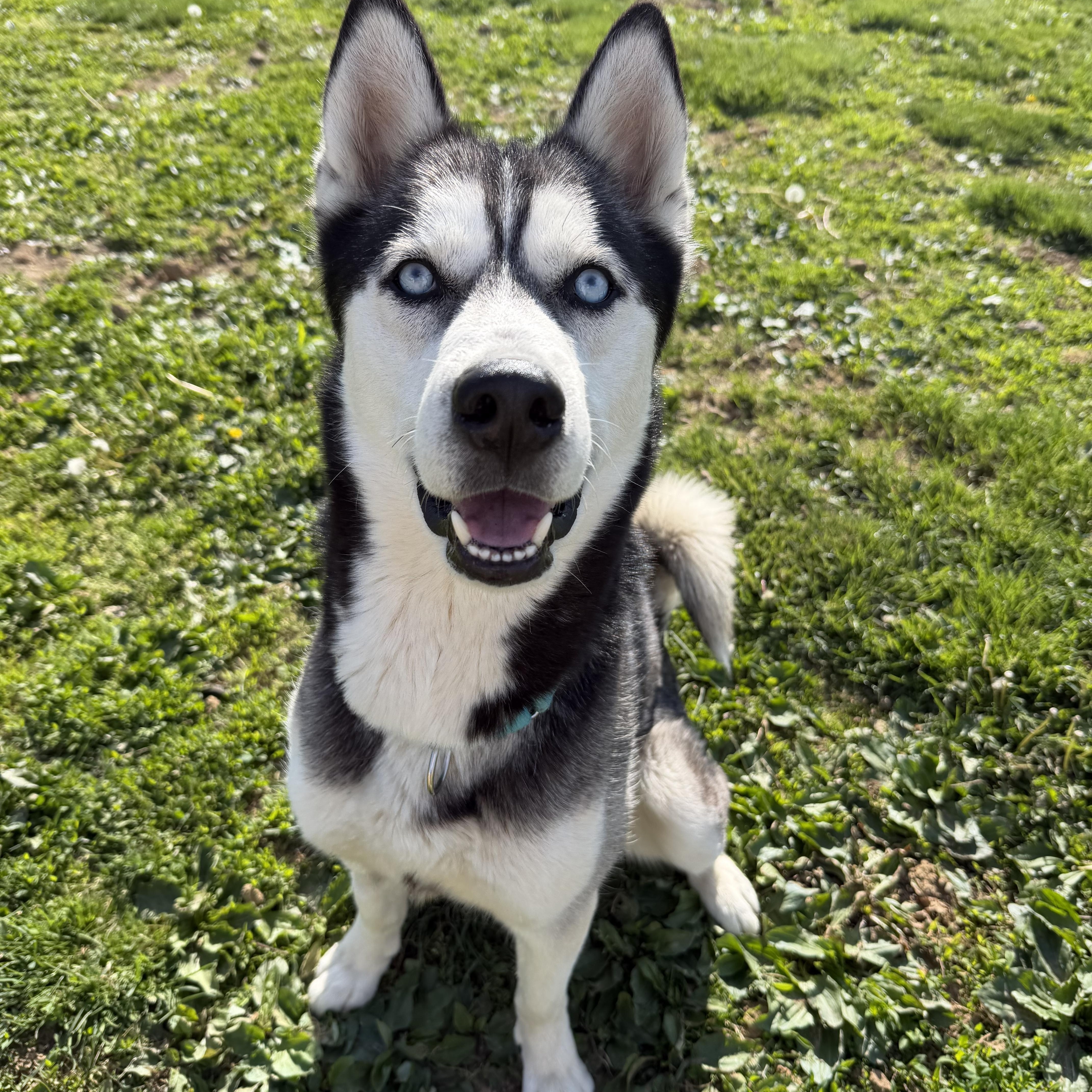 Enlarge Rowdy, a ADOPTABLE Husky in South Charleston, OH image 1/3