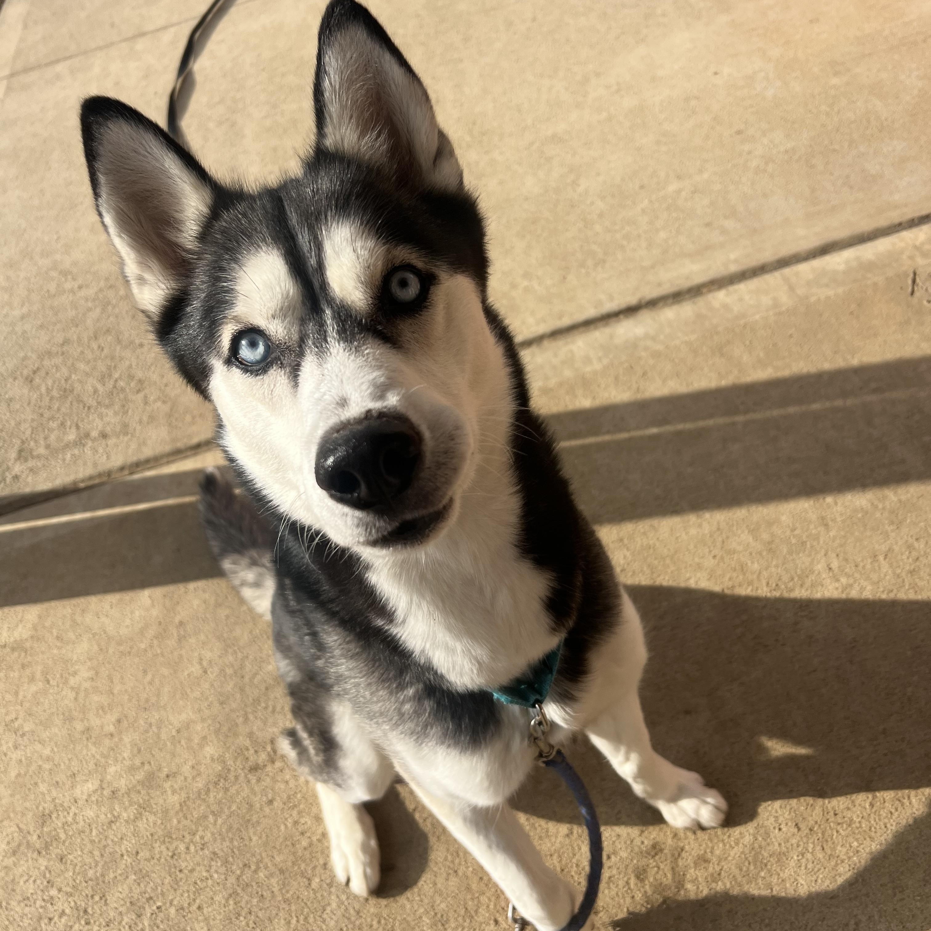 Enlarge Rowdy, a ADOPTABLE Husky in South Charleston, OH image 2/2