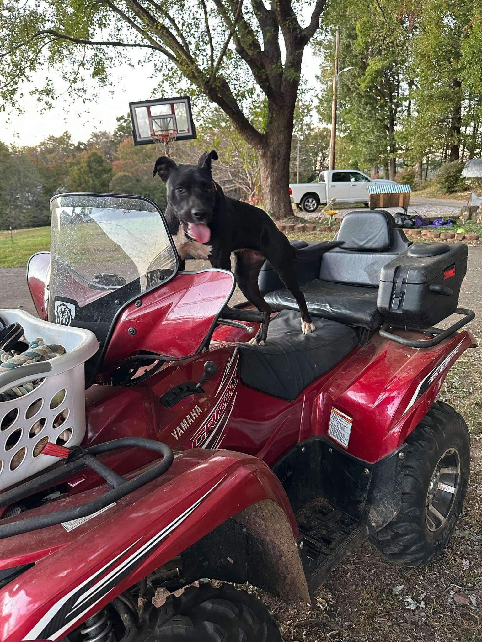Enlarge Blossom, a Adoptable mixed breed in North Wilkesboro, NC image 1/3