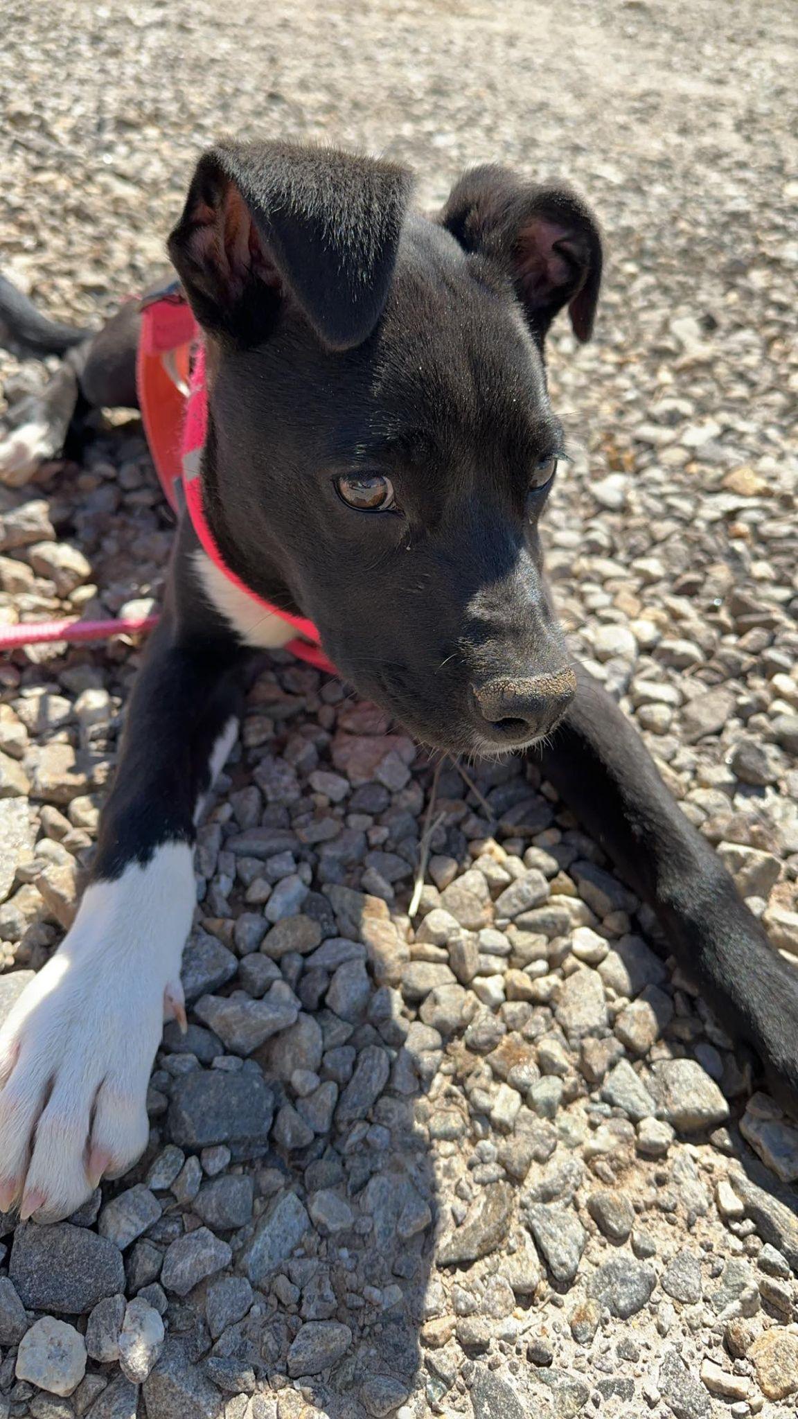 Enlarge Blossom, a Adoptable mixed breed in North Wilkesboro, NC image 2/3
