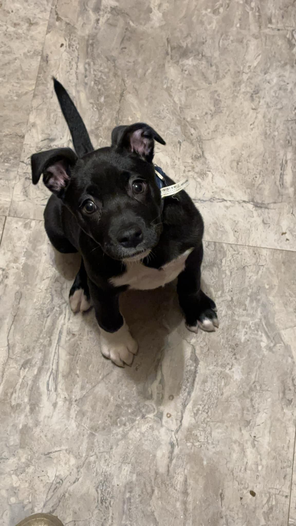 Blossom, Adoptable, Young Female Labrador Retriever & Pit Bull Terrier.