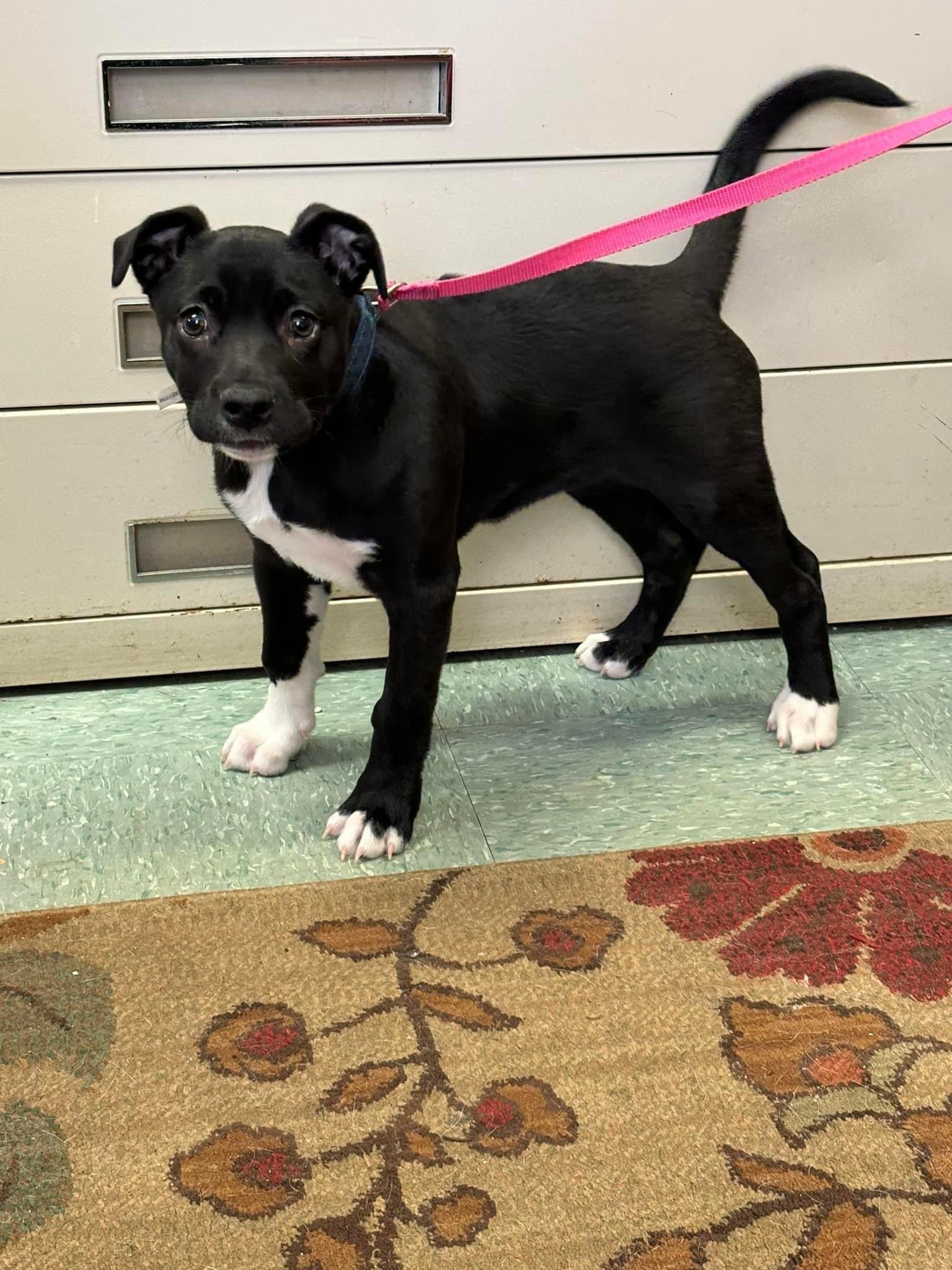 Blossom, Adoptable, Young Female Labrador Retriever & Pit Bull Terrier.