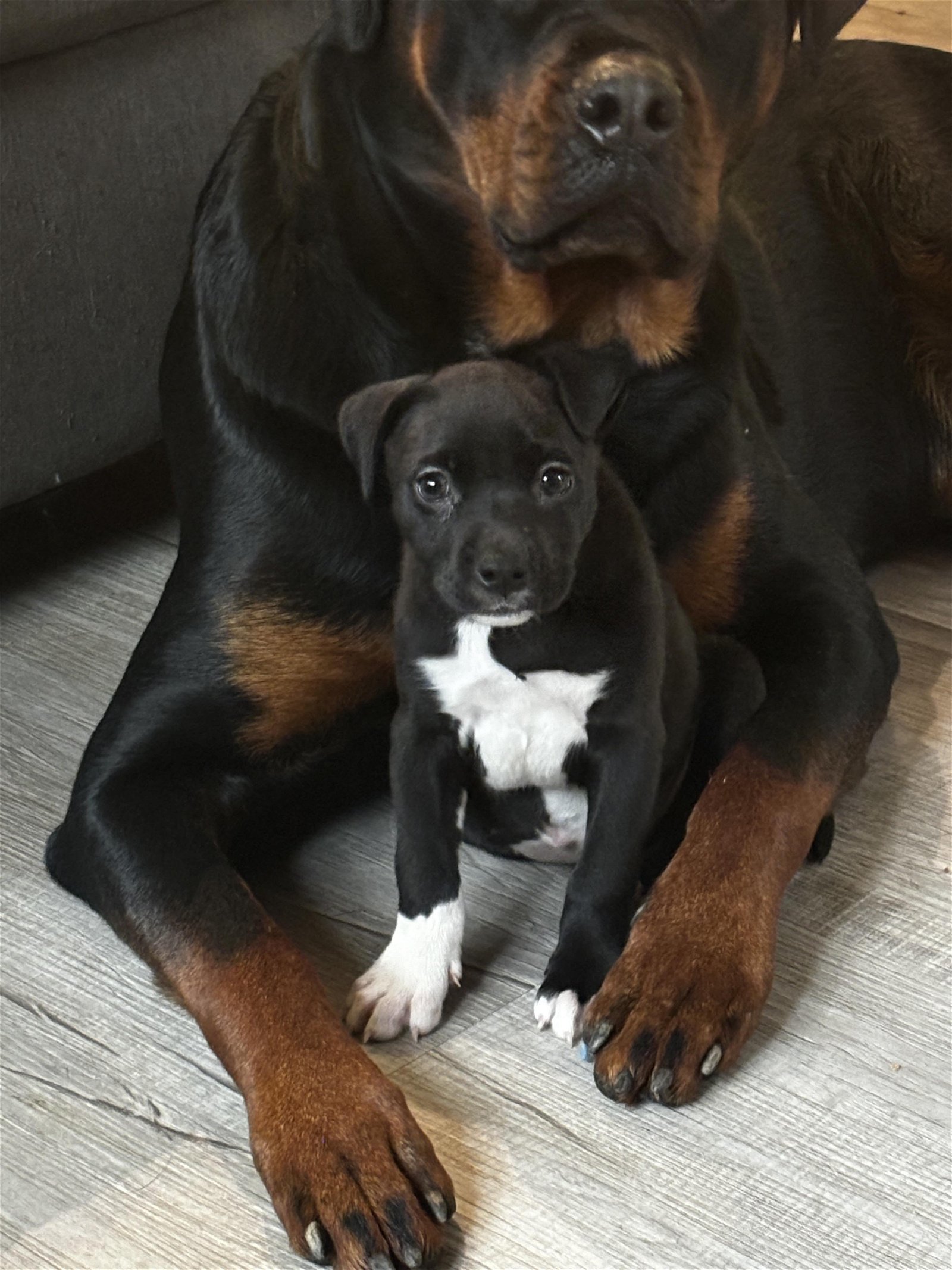 Blossom, a Adoptable mixed breed in North Wilkesboro, NC image 3/5