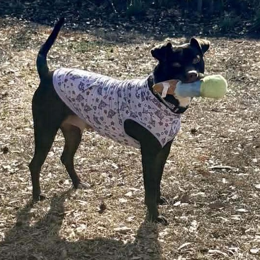 Brandy — thumbnail 2