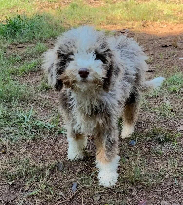 Adelaide, Adoptable, Puppy Female Aussiedoodle.