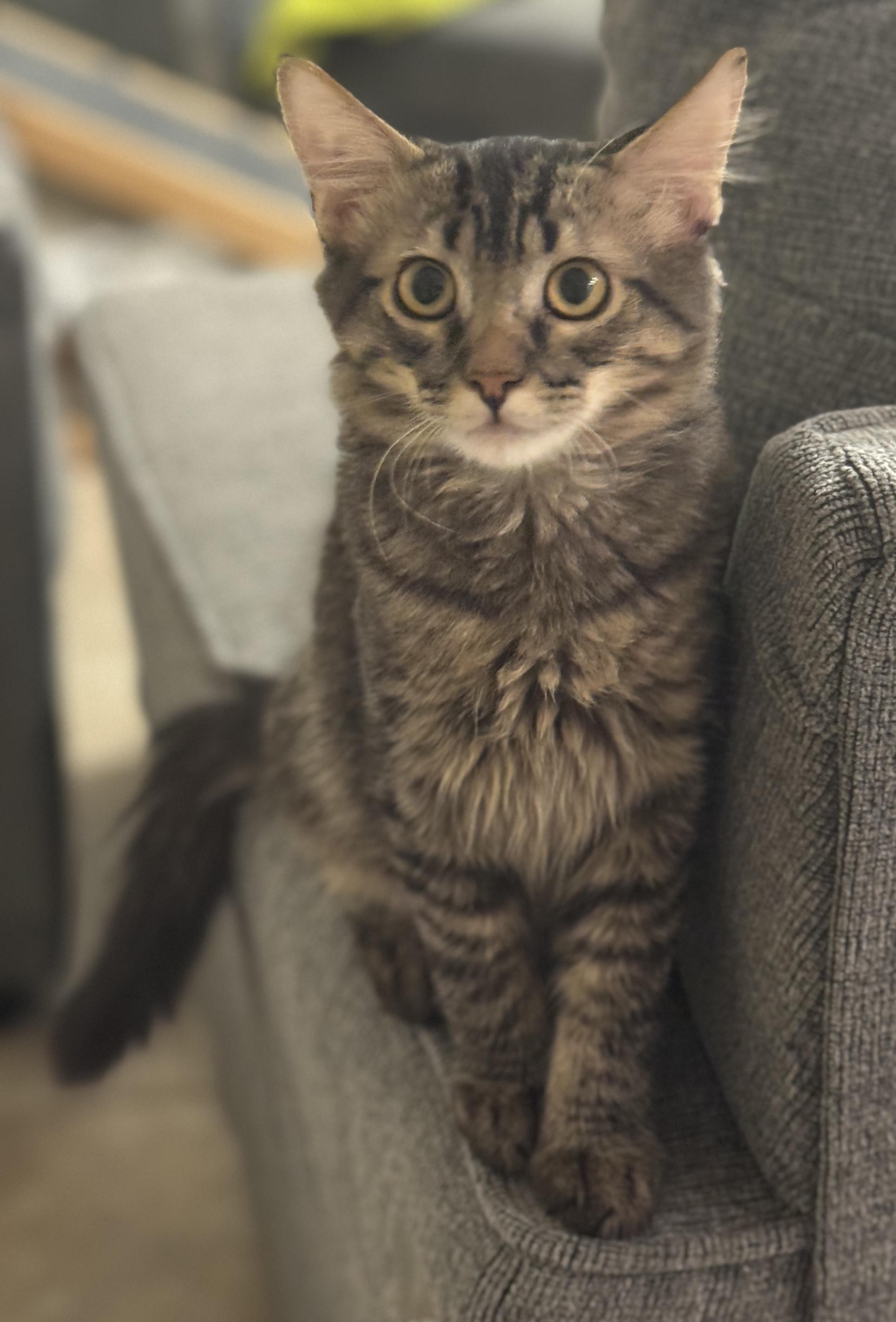 Pepe, Adoptable, Kitten Male Domestic Medium Hair.