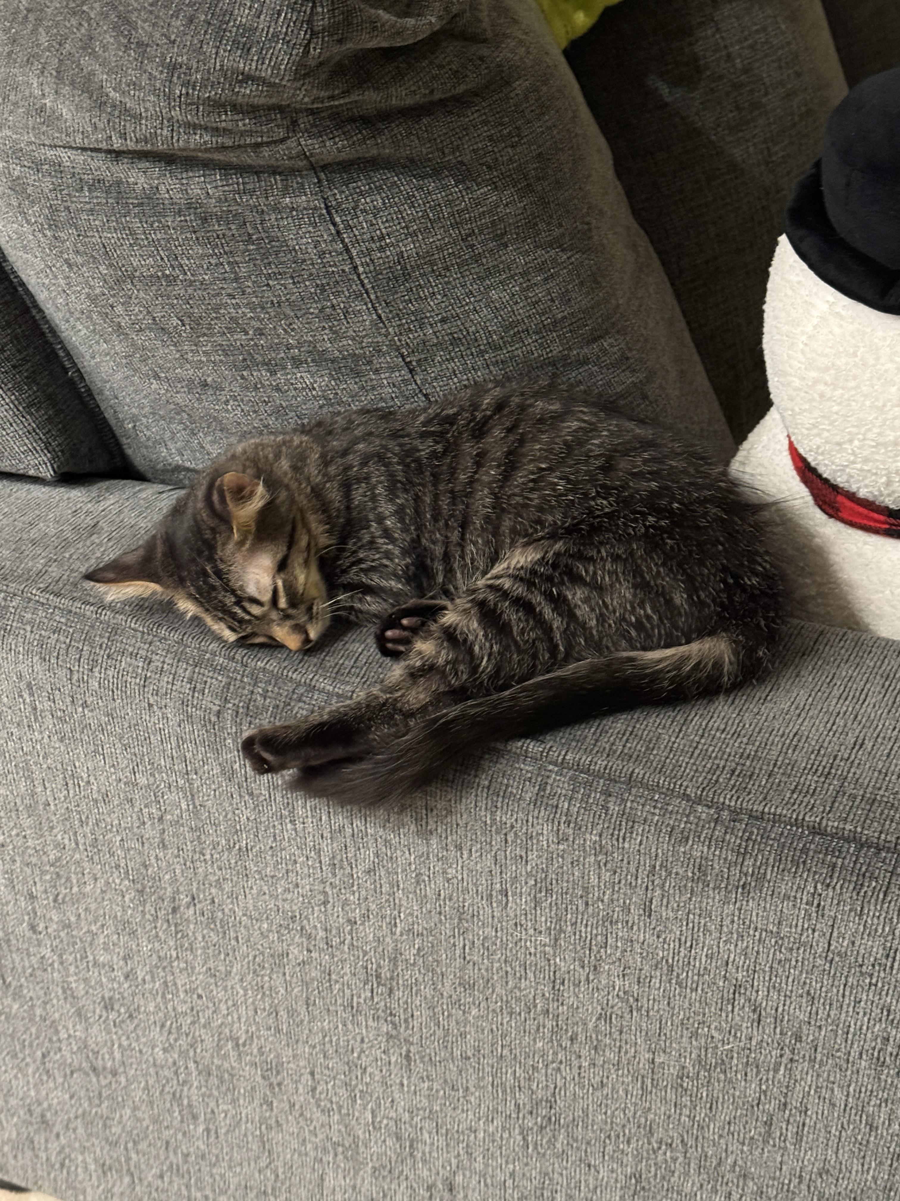 Pepe, a Adoptable mixed breed in Youngtown, AZ image 2/4