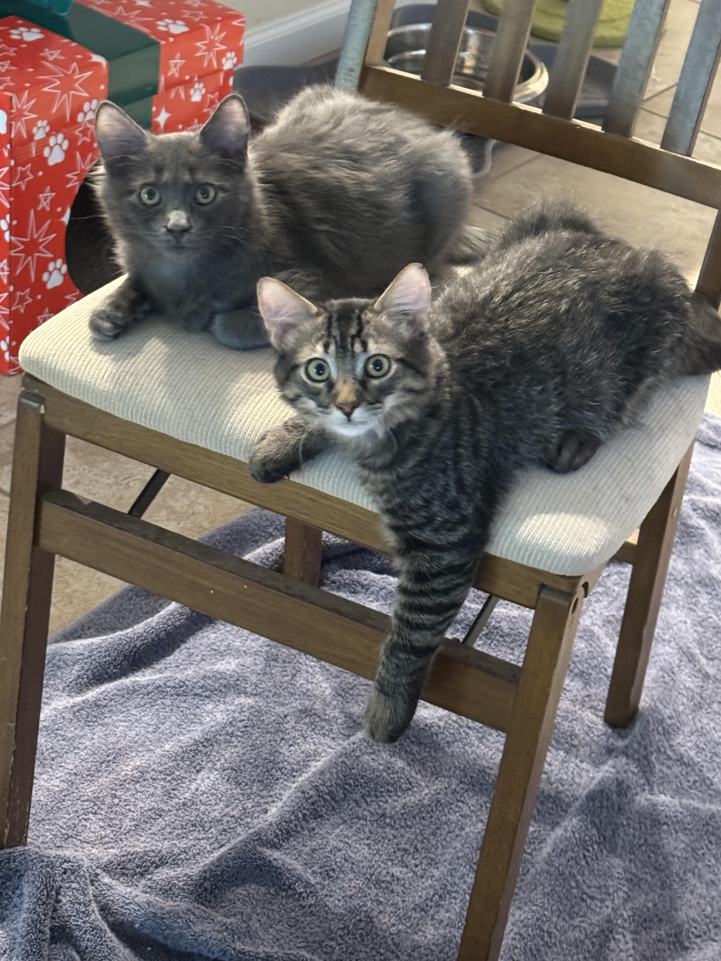 Pepe, a Adoptable mixed breed in Youngtown, AZ image 3/4