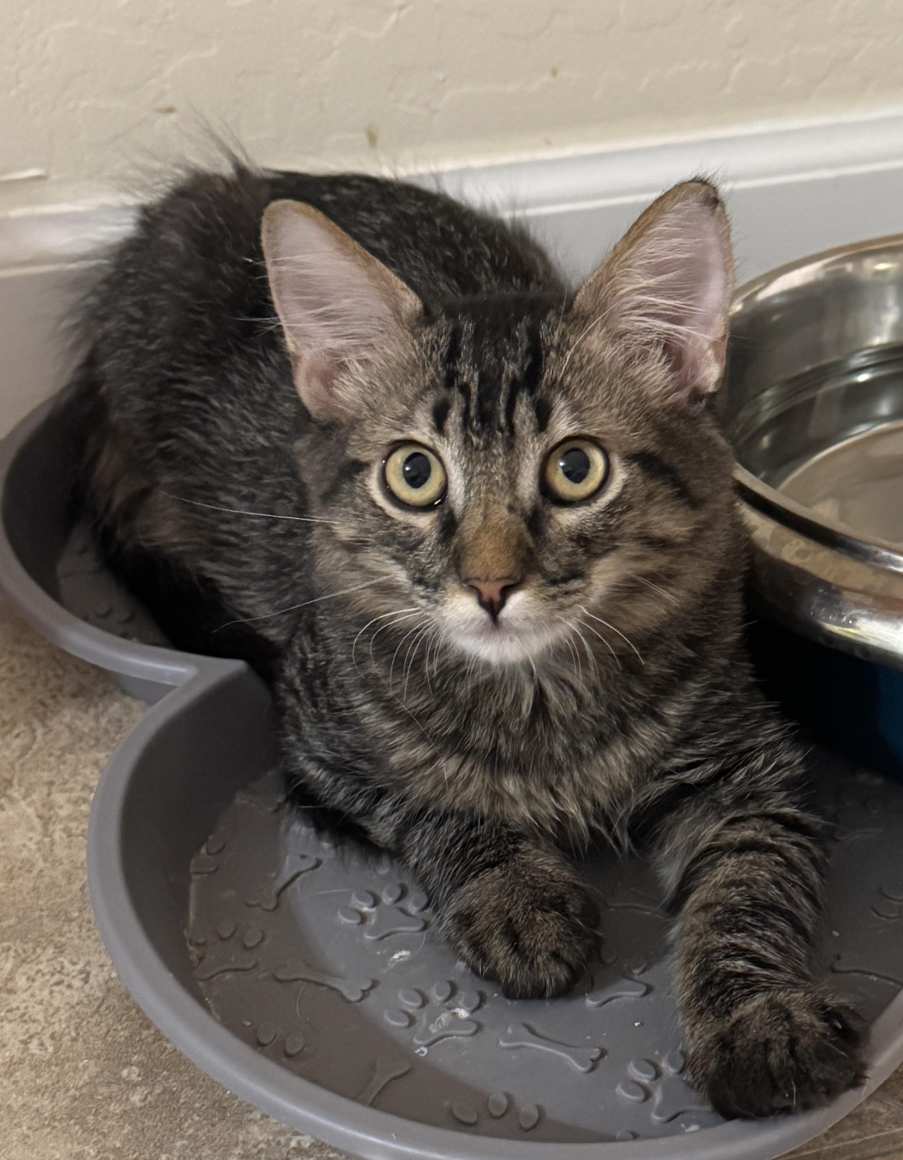 Pepe, a Adoptable mixed breed in Youngtown, AZ image 4/4