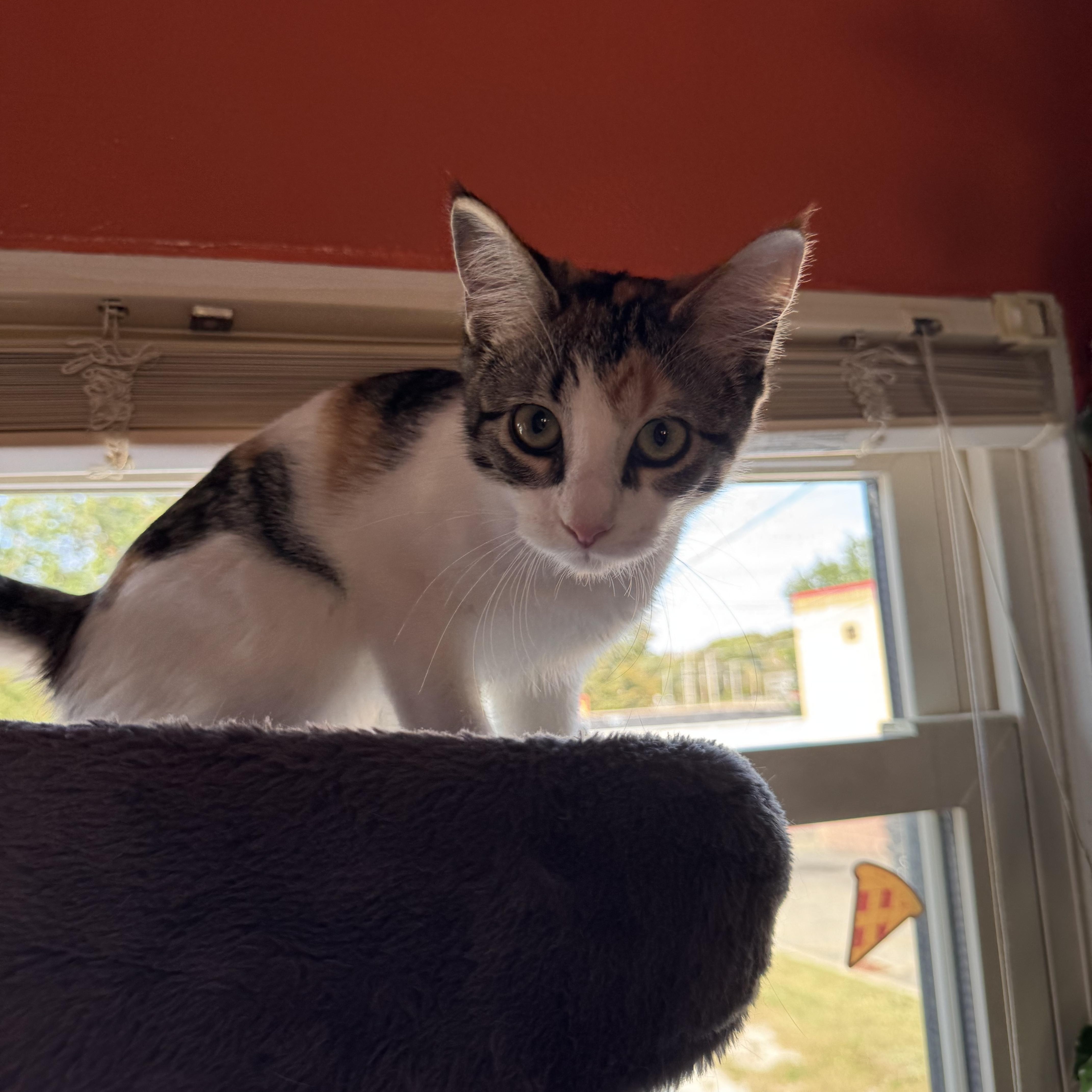 Enlarge Millie, a Adoptable mixed breed in Mount Vernon, IL image 4/6