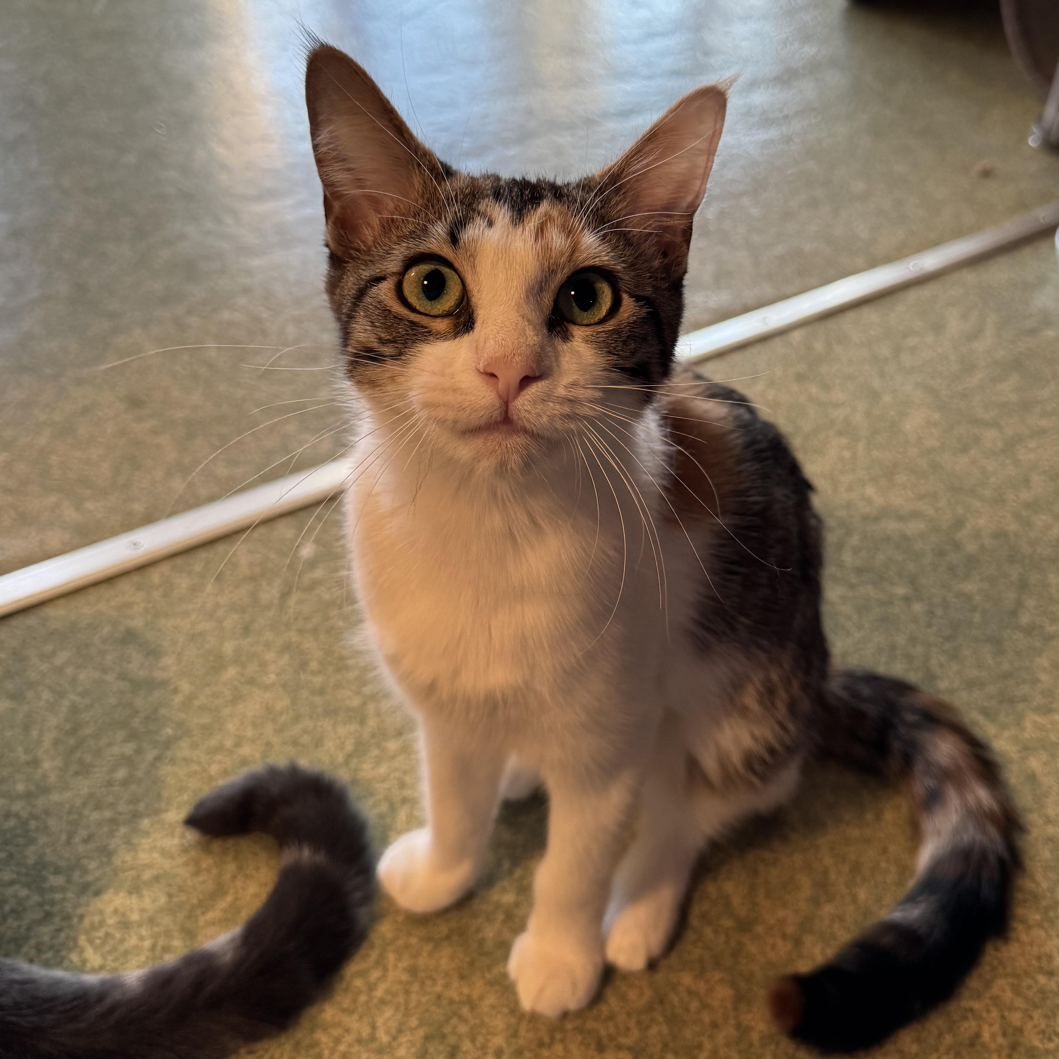 Enlarge Millie, a Adoptable mixed breed in Mount Vernon, IL image 1/6