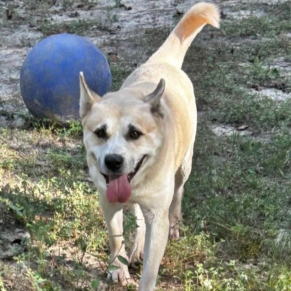 Silas, a Adoptable Mixed Breed in Milton, FL image 1/6