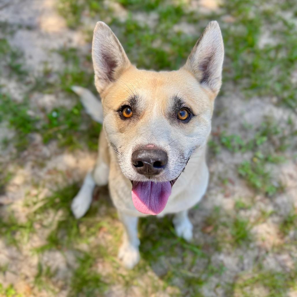 Silas, a Adoptable Mixed Breed in Milton, FL image 2/6