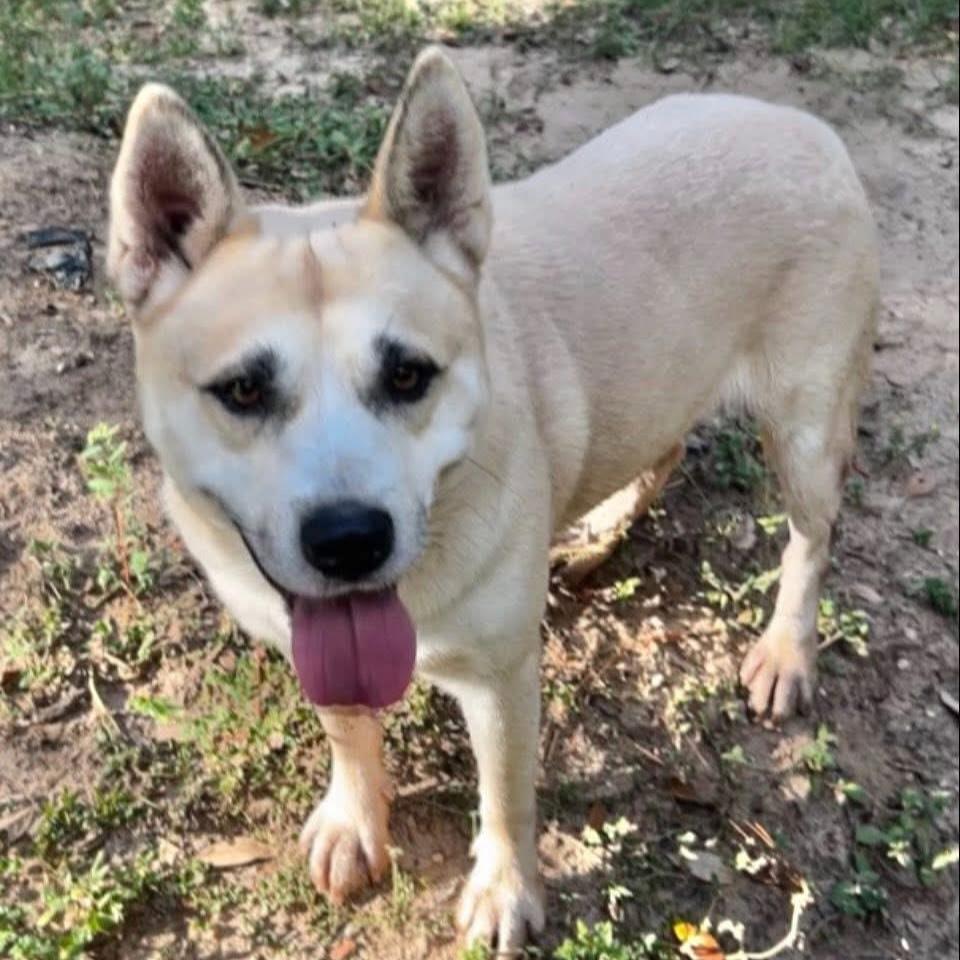 Silas, a Adoptable Mixed Breed in Milton, FL image 3/6