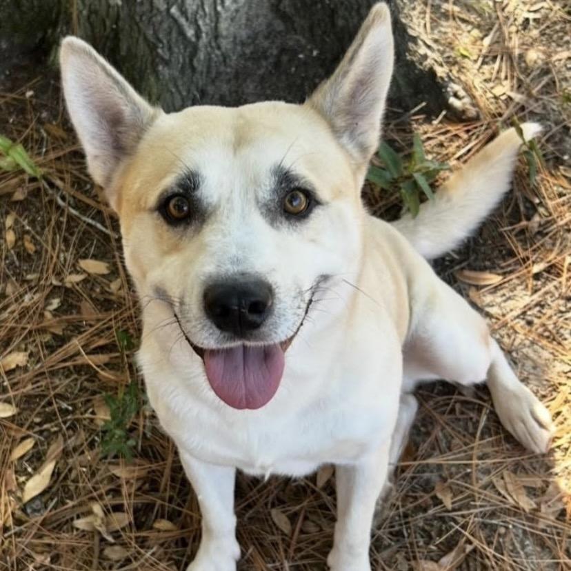 Silas, a Adoptable Mixed Breed in Milton, FL image 4/6