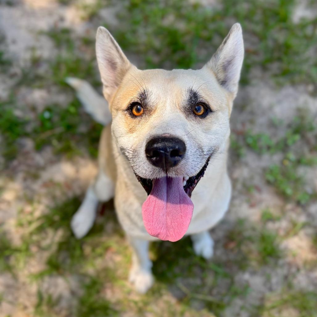 Silas, a Adoptable Mixed Breed in Milton, FL image 5/6