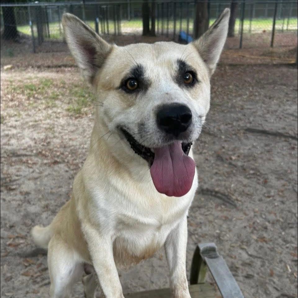 Silas, a Adoptable Mixed Breed in Milton, FL image 6/6