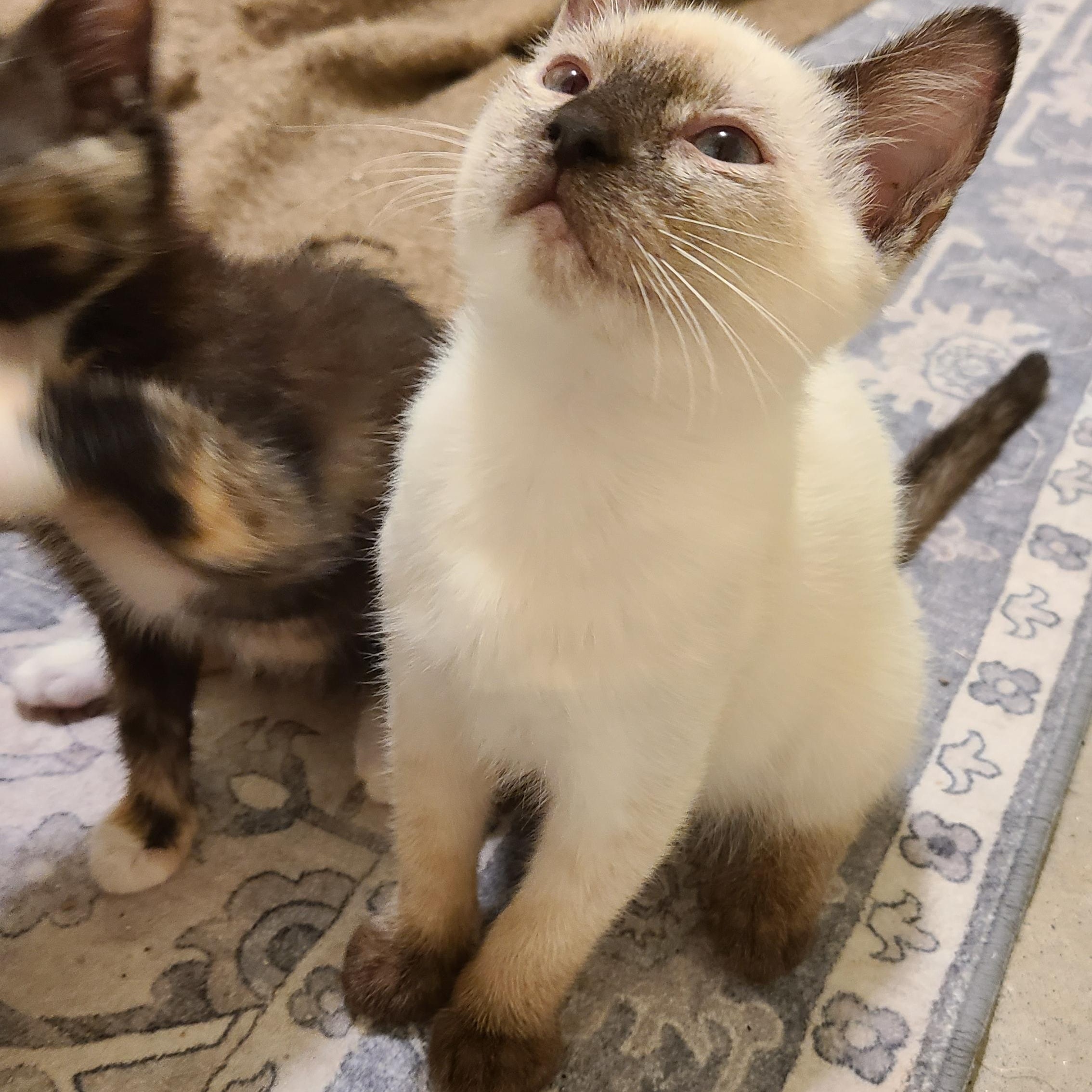 Mulberry - Winterville, GA, adopted, Kitten Female Domestic Short Hair & Siamese.