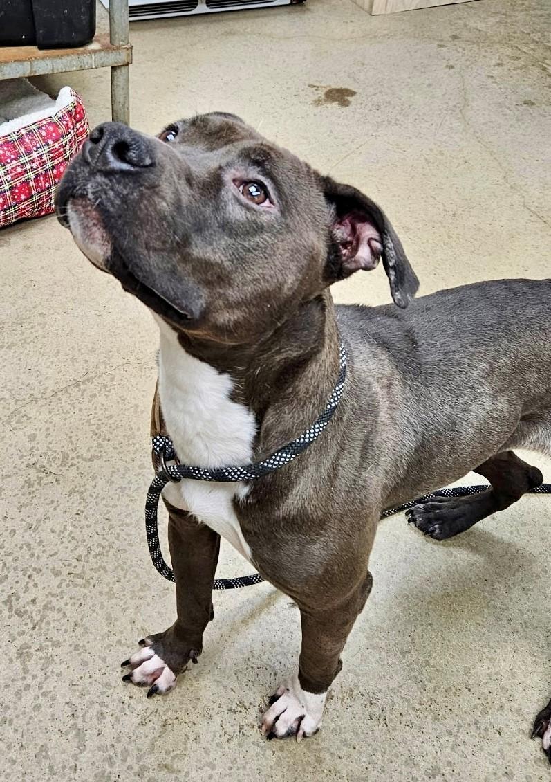 Elise, Adoptable, Adult Female Staffordshire Bull Terrier.