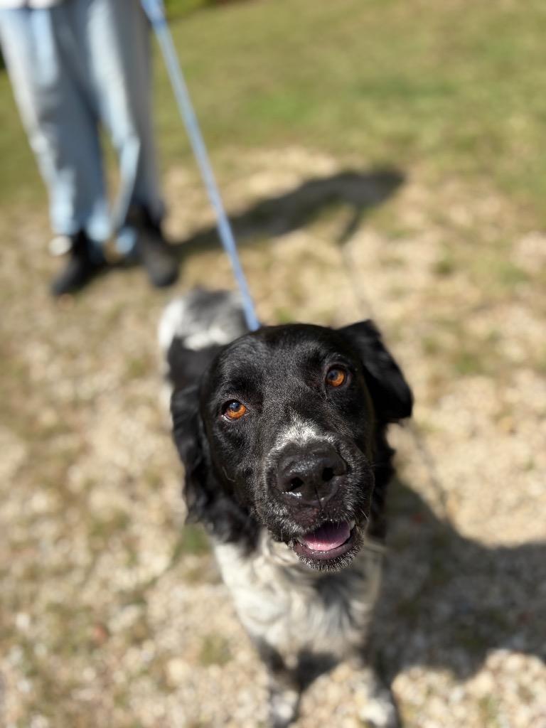 Enlarge Eynzo, a Adoptable mixed breed in Winnsboro, SC image 3/3