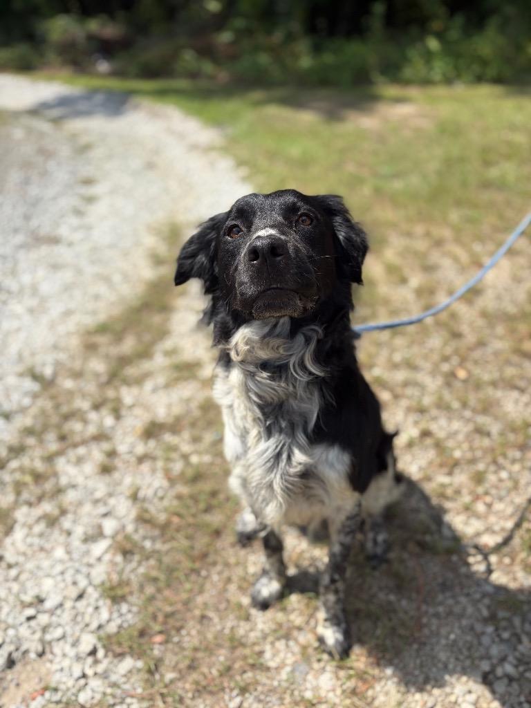 Enlarge Eynzo, a Adoptable mixed breed in Winnsboro, SC image 2/3