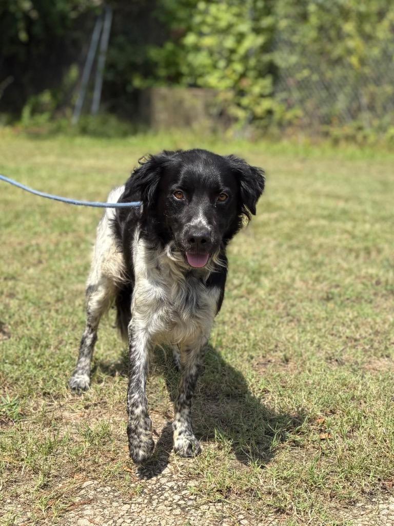 Eynzo, Adoptable, Adult Male Border Collie & English Springer Spaniel.