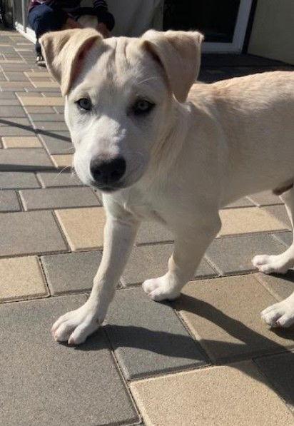 Enlarge Elliott, a Adoptable Cattle Dog in San Diego, CA image 1/3