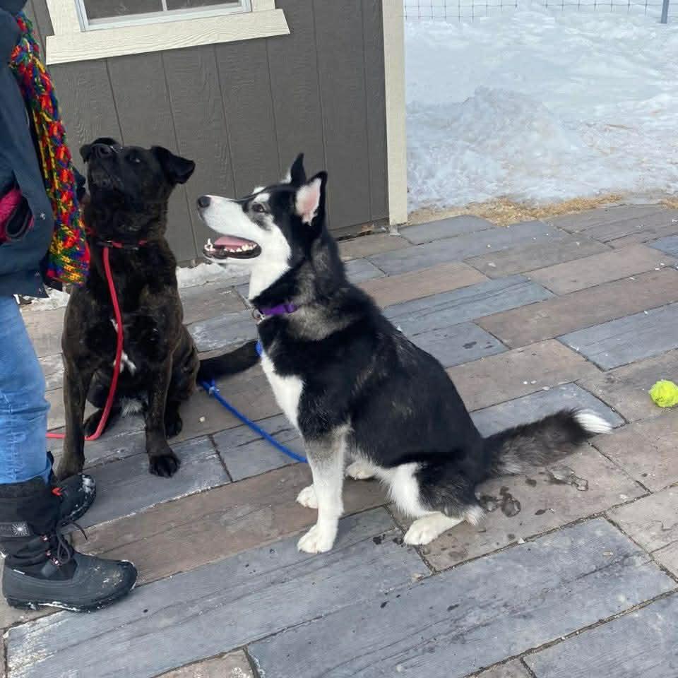 Enlarge Lainey, a Adoptable mixed breed in Winnipeg, MB image 4/6