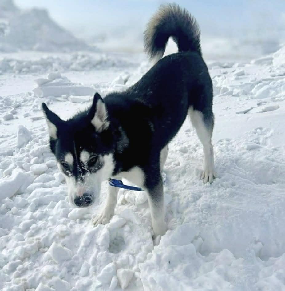 Enlarge Lainey, a Adoptable mixed breed in Winnipeg, MB image 5/6