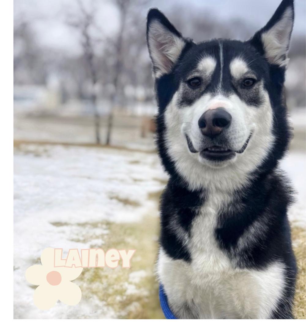 Lainey, Adoptable, Young Female Siberian Husky.