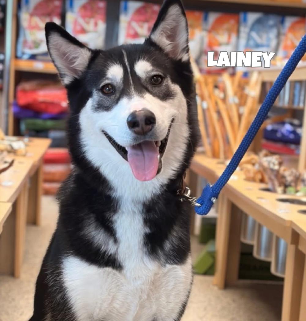 Enlarge Lainey, a Adoptable mixed breed in Winnipeg, MB image 2/6