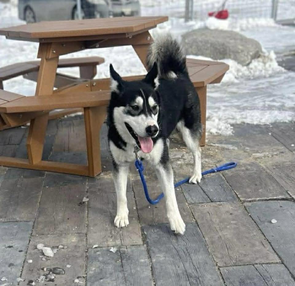 Enlarge Lainey, a Adoptable mixed breed in Winnipeg, MB image 6/6