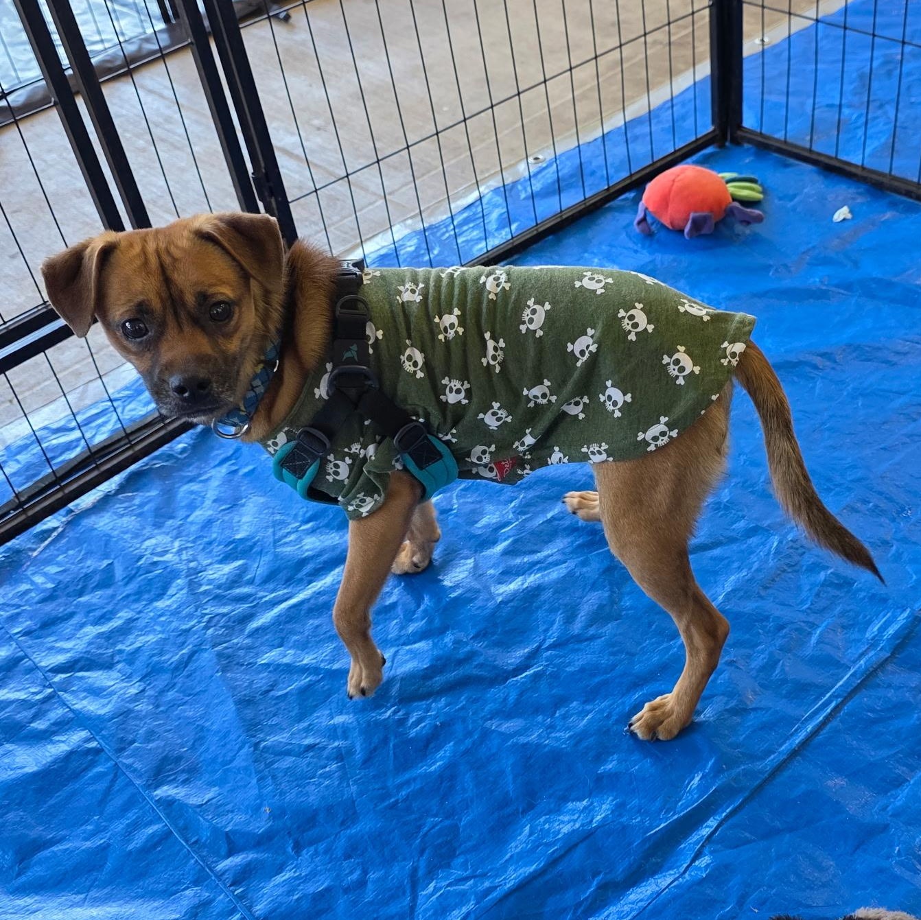 Robbie, an adopted mixed breed in Dallas, TX image 4/6