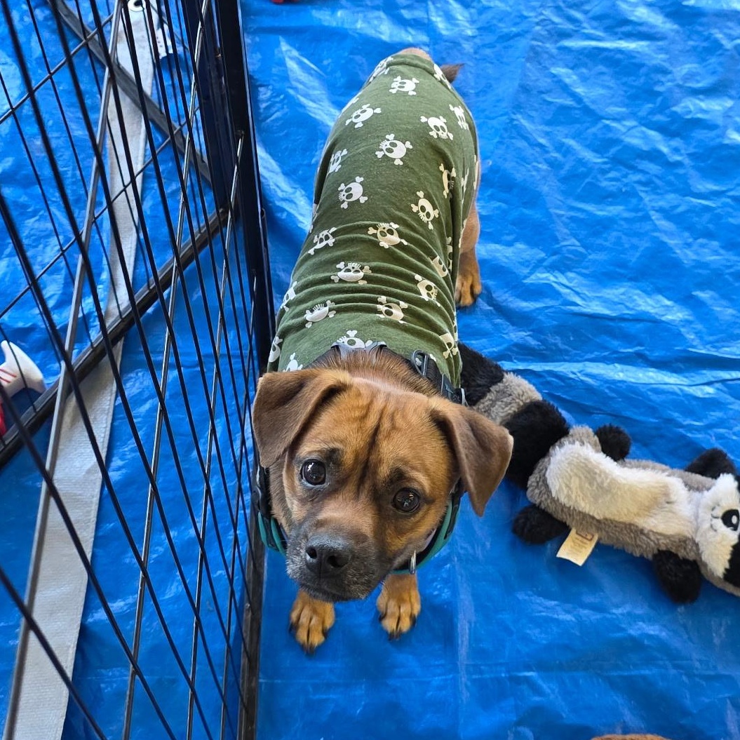 Robbie, an adopted mixed breed in Dallas, TX image 3/6