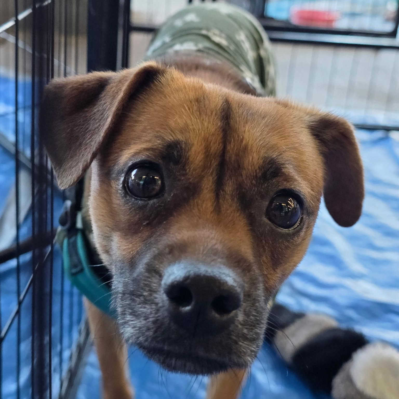 Robbie, an adopted mixed breed in Dallas, TX image 1/6