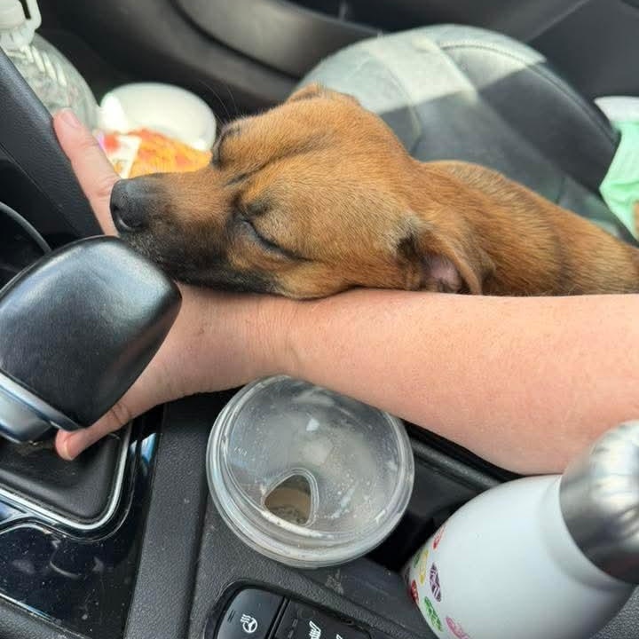 Robbie, an adopted mixed breed in Dallas, TX image 2/6