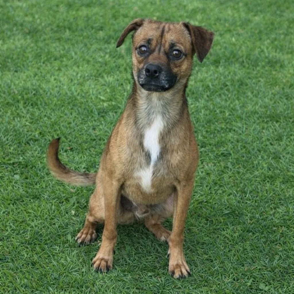 Robbie, an adopted mixed breed in Dallas, TX image 5/6