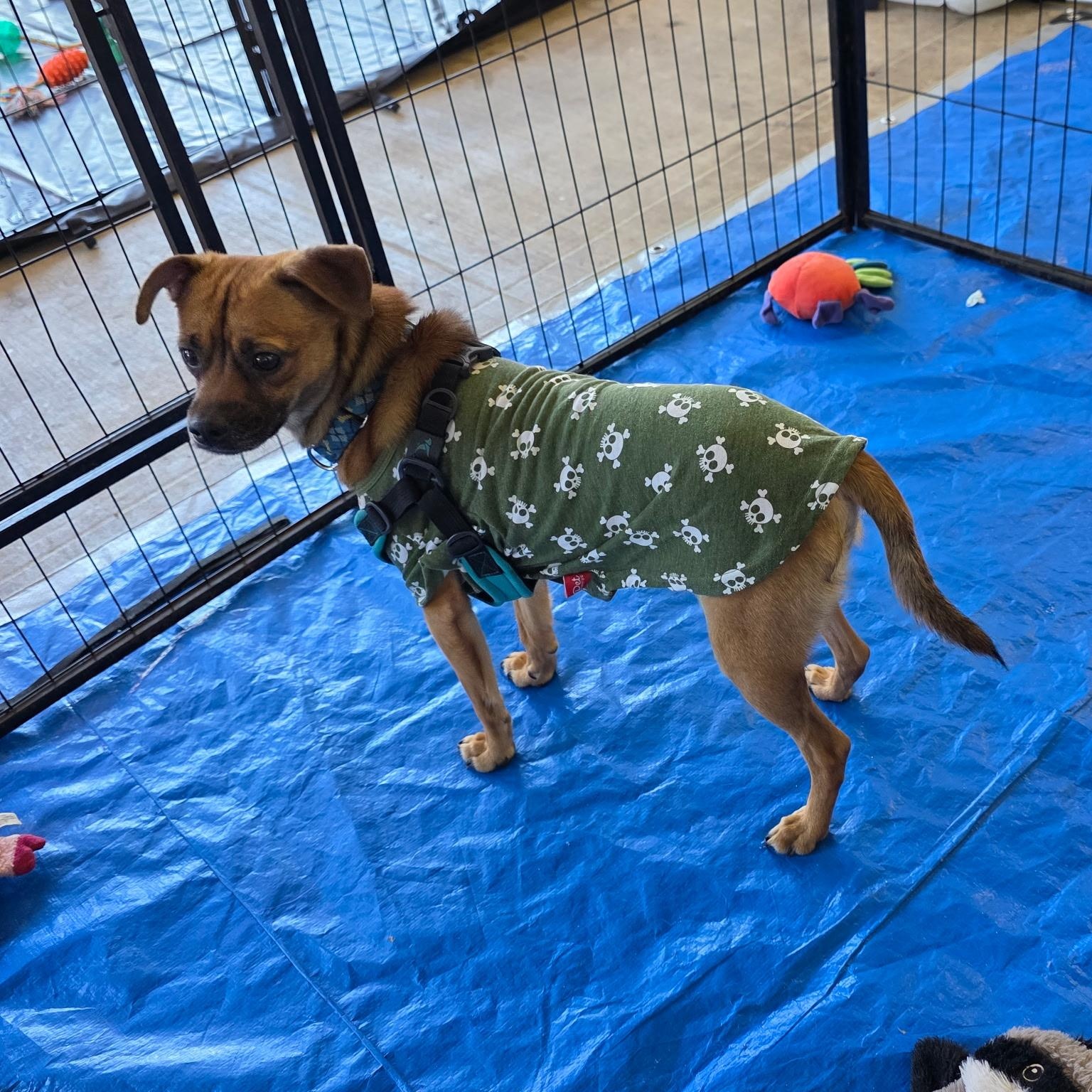 Robbie, an adopted mixed breed in Dallas, TX image 6/6