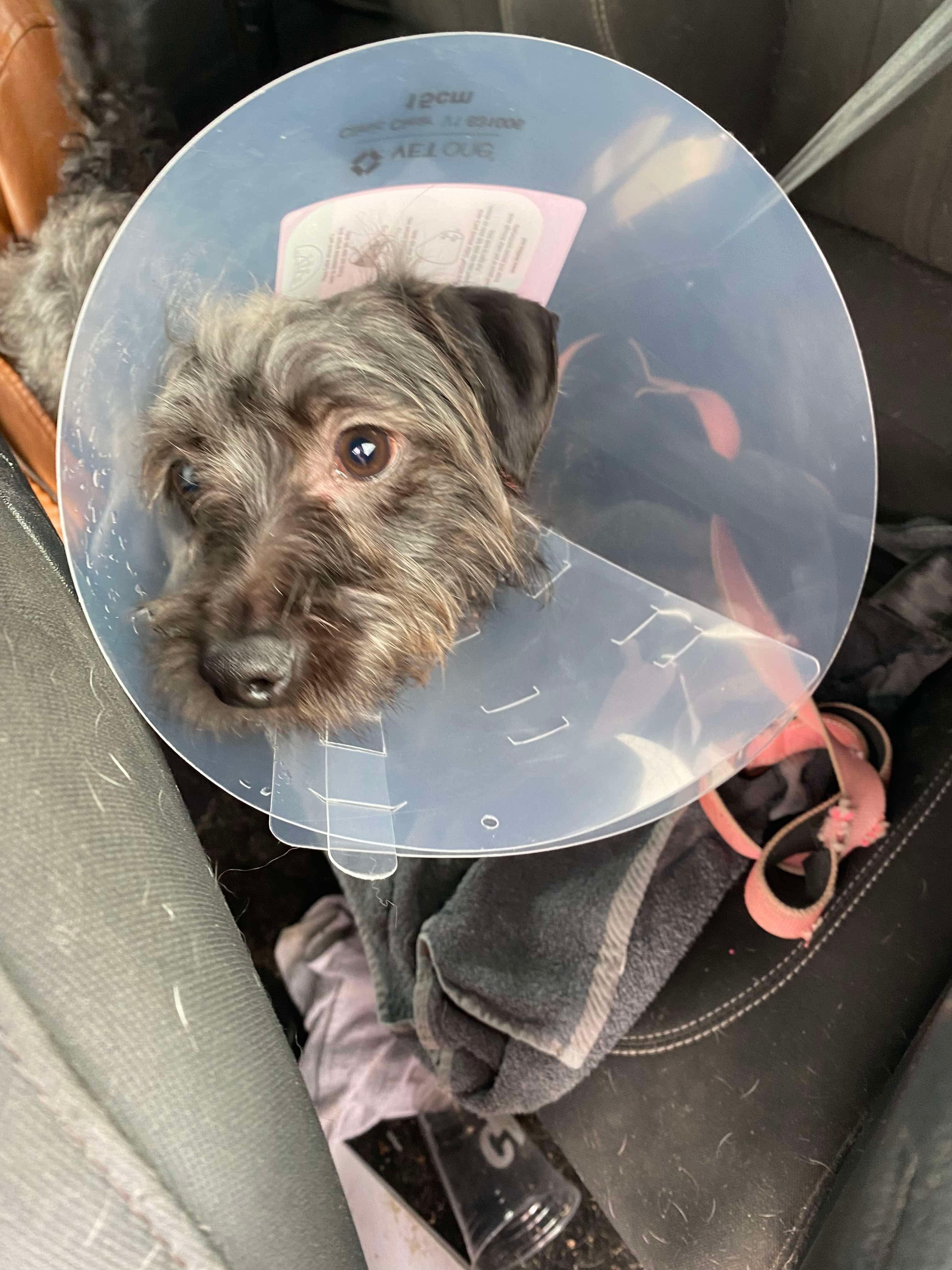 Enlarge Oscar, a Adopted mixed breed in Pigeon, MI image 1/5