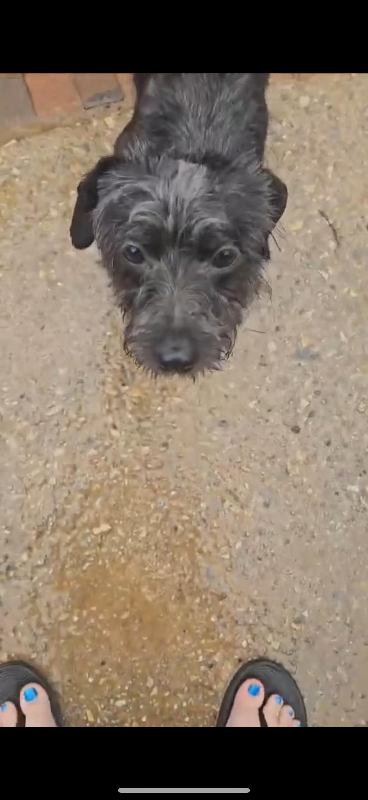 Enlarge Oscar, a Adopted mixed breed in Pigeon, MI image 2/5