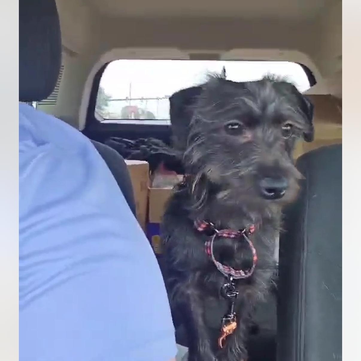 Enlarge Oscar, a Adopted mixed breed in Pigeon, MI image 4/5