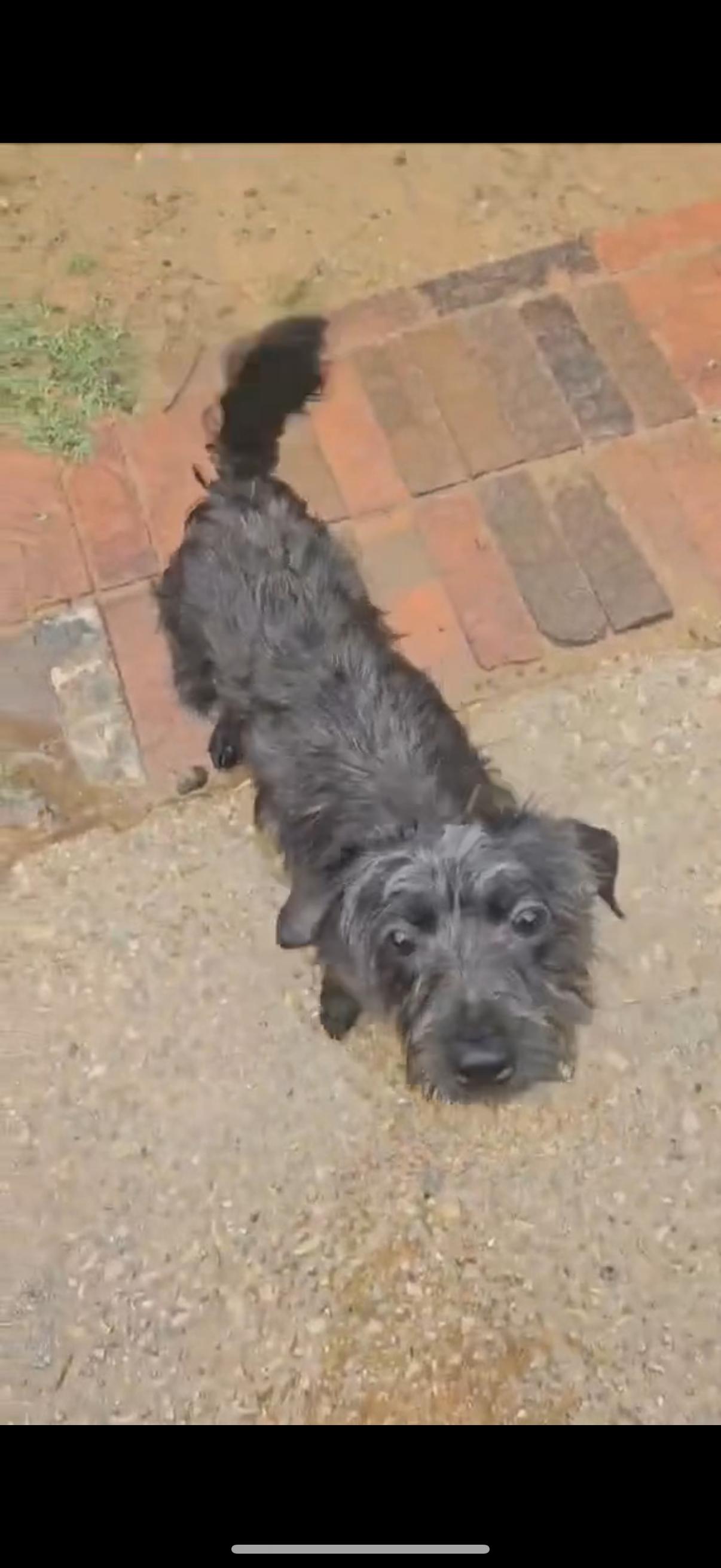 Enlarge Oscar, a Adopted mixed breed in Pigeon, MI image 5/5