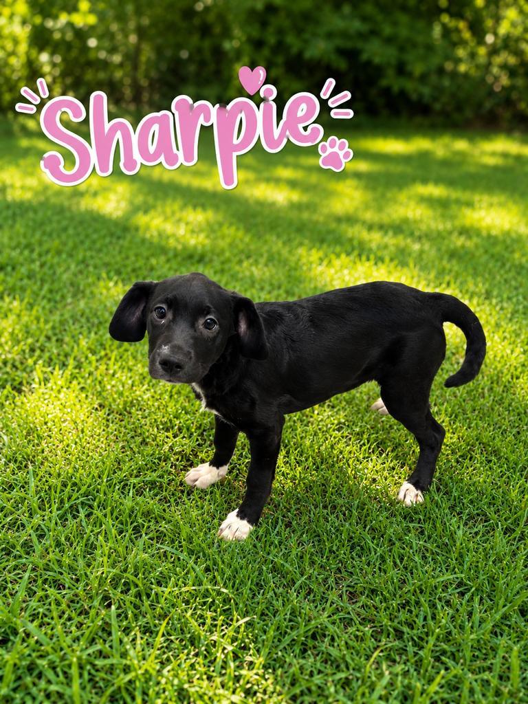 Enlarge Sharpie, a Adoptable mixed breed in Livingston, LA image 1/2