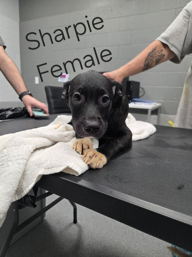 Enlarge Sharpie, a Adoptable mixed breed in Livingston, LA image 2/2